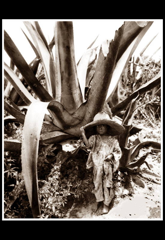 Un niño bajo el maguey
