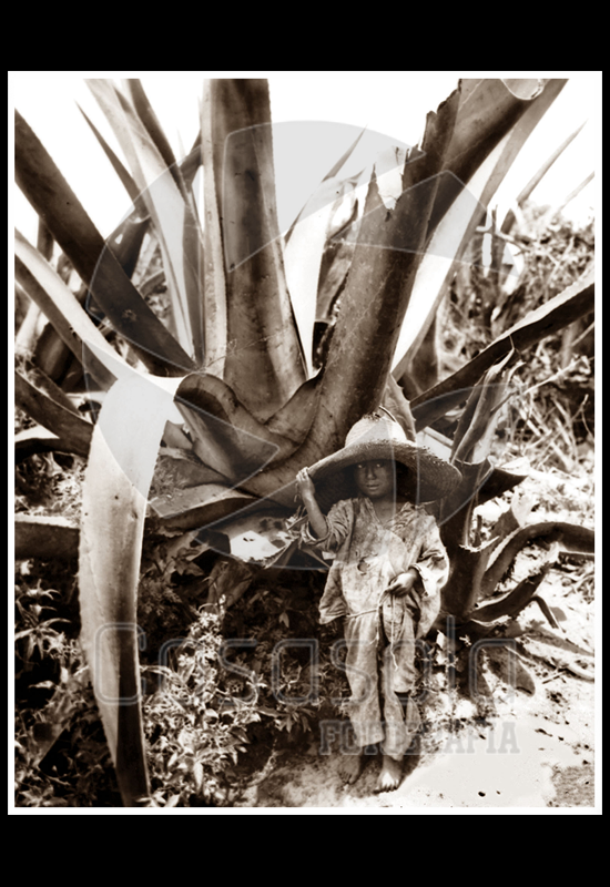 Un niño bajo el maguey