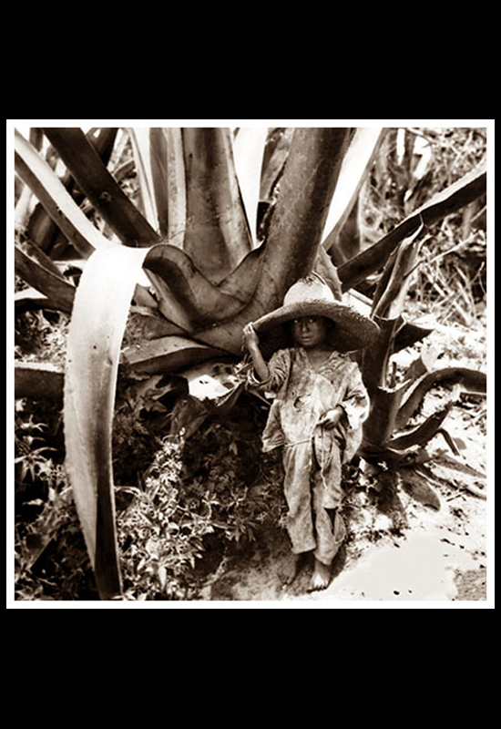 Un niño bajo el maguey