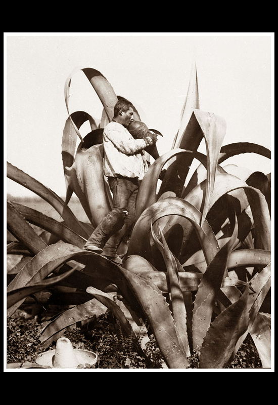 Tlachiquero arriba del maguey