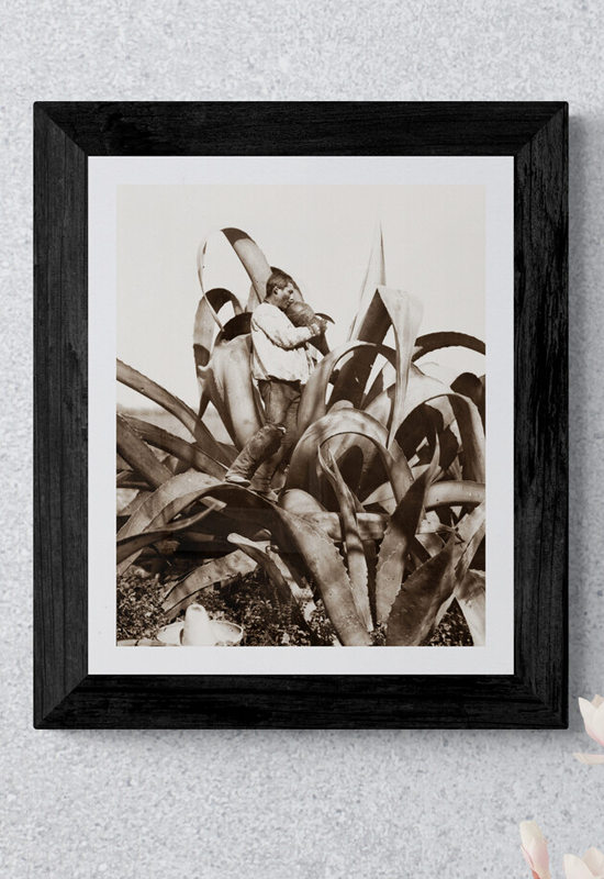 Tlachiquero arriba del maguey