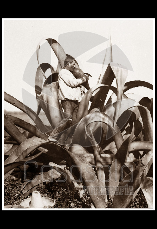 Tlachiquero arriba del maguey
